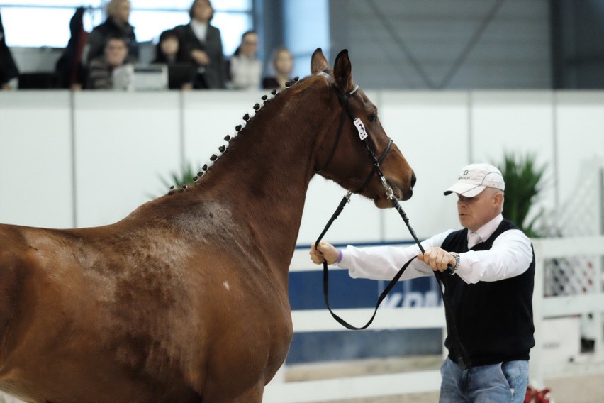 Cavaliada 2017 - zobacz najpiękniejsze konie ras szlachetnych [ZDJĘCIA]