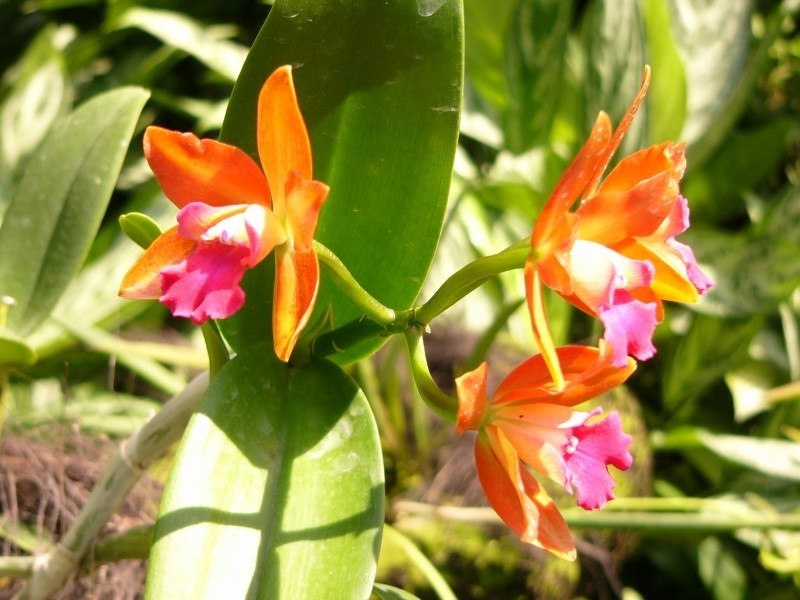 Ogród orchidei w Singapurze