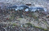 Szukają sprawcy zabójstw fok na Pomorzu. Fundacja Świat Zwierzętom oferuje nagrodę za informacje lub pomoc w złapaniu zabójców zwierząt 