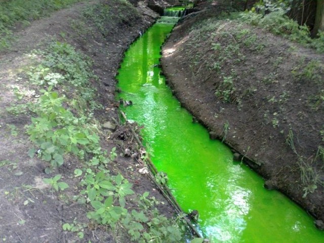 Strumyk w Zielonej Górze zmienił kolor na intensywnie zielony