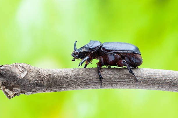Rohatyniec nosorożec - tego rogatego chrząszcza można...