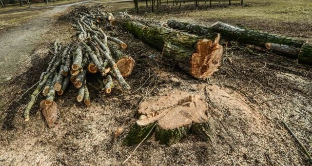 Zdaniem radnych Graczyka i Chudzińskiego wycina się zbyt wiele drzew. Wskazali na Jeziora Wielkie i Strzelno