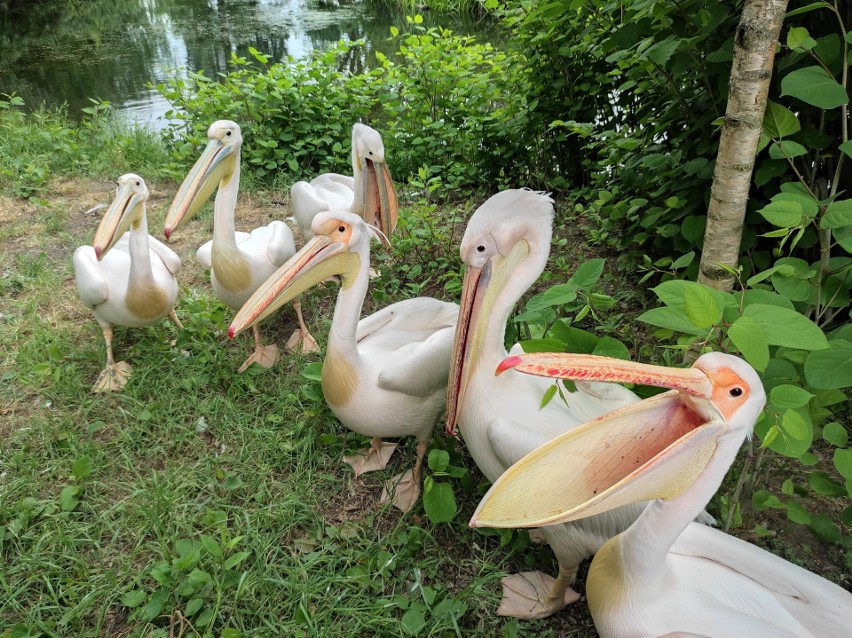 Rodzina pelikanowatych obejmuje gatunki wodne zamieszkujące...