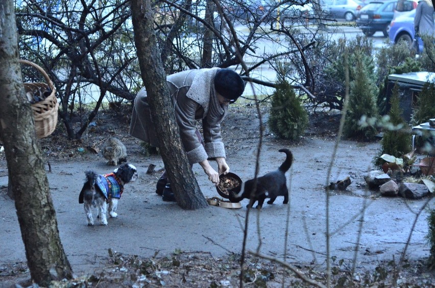 Osiedle Kopernika: Trwa spór mieszkańców o pomoc dla kotów
