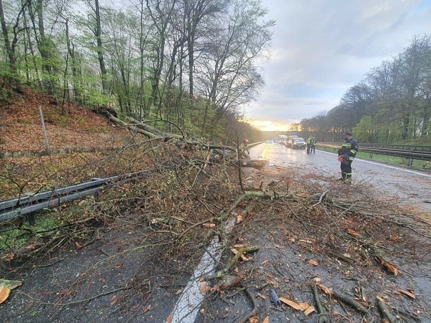 Wichura w Szczecinie. Drzewo spadło na samochód osobowy w okolicy Podjuch - 4.05.2021