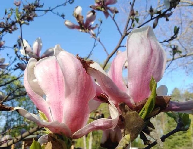Arboretum w Nadleśnictwie Marcule znajduje się pomiędzy Starachowicami a Iłżą i jest jednym z ulubionych miejsc na weekendowe wypady. Właśnie przypada pora kwitnienia rzadkich i zachwycających roślin. Zaczęły intensywnie  kwitnąć ciekawe i niezwykle dekoracyjne odmiany magnolii. Podziwiać można piwonię delikatną ale też piękne niezapominajki.Arboretum zajmuje powierzchnię 7,9 hektara, na której od 2006 roku zgromadzono ponad 600 gatunków drzew i krzewów rodzimego pochodzenia oraz całej strefy klimatu umiarkowanego. Godziny otwarcia: Soboty, niedziele i święta od godziny 11 do 19. W pozostałe dni indywidualne zwiedzanie jest możliwe w godzinach 9-14 po wcześniejszym zgłoszeniu telefonicznym pod numerem telefonu 695 390 254.
