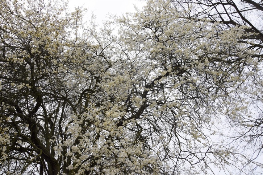 Dziś pierwszy dzień astronomicznej wiosny! W Słubicach drzewa puściły pąki, jest naprawdę pięknie 