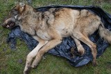 Martwy wilk znaleziony w gminie Ożarów. Wpadł w sidła