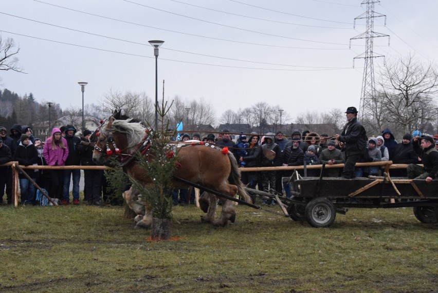 Zawody Furmanów w Węgierskiej Górce. Rywalizacja tylko dla twardzieli. W deszczu i błocie ZDJĘCIA + WIDEO