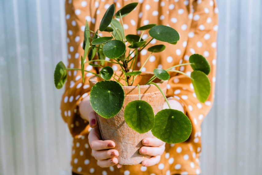 Pilea jest łatwa w uprawie, więc nawet osoby, które nie mają...