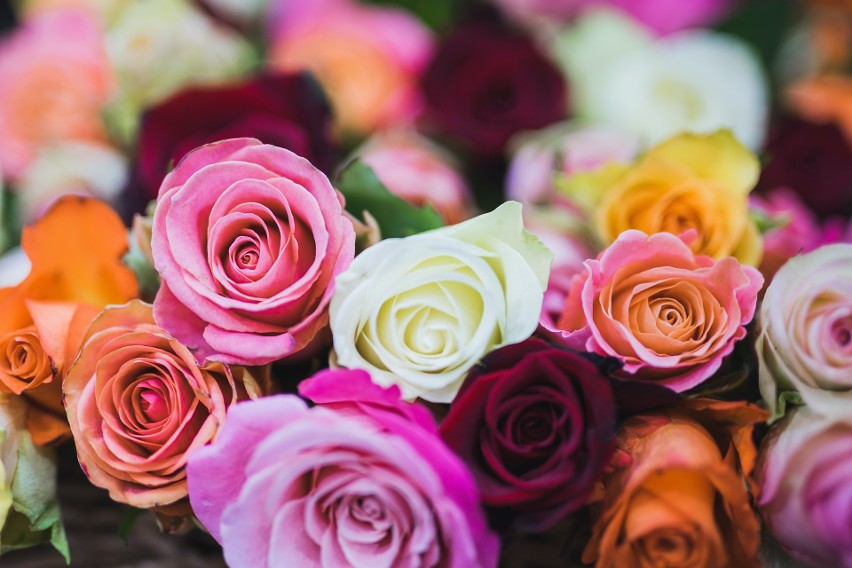 Róże to zdecydowanie najpopularniejsze kwiaty. Wręczane są...