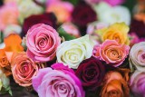 Co oznacza kolor róż? Symbolika kolorów przy wyborze kwiatów. Jakie róże wybrać dla ukochanej, dla mamy, a jakie dla koleżanki? Sprawdź!