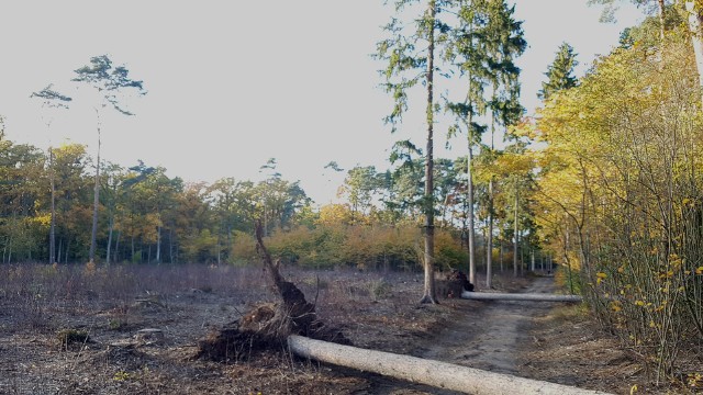 Użytek ekologiczny „Darzybór” jest największym użytkiem tego typu położonym wewnątrz granic administracyjnych Poznania. Został założony w 1994 roku z myślą o ochronie dobrze zachowanych fragmentów borów mieszanych i roślinności łąkowej.