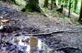 Puszczyk uralski korzysta z leśnego SPA. Nagranie z fotopułapki Gorczańskiego Parku Narodowego [ZDJĘCIA, FILM]
