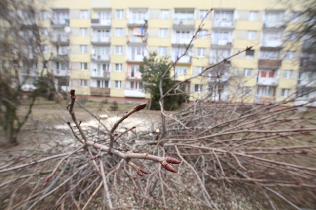 Tak wyglądał tuż po wycięciu kasztan, który rósł w pobliżu bloku przy Dalekiej 3 w Kielcach.