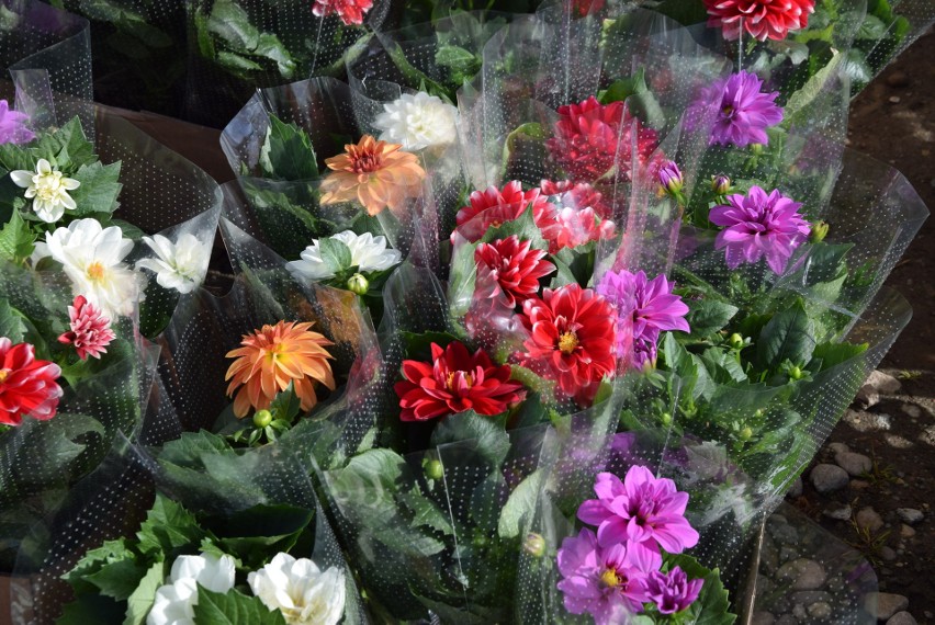 Ciekawy wybór kwiatów i krzewów ozdobnych na giełdzie samochodowej na Załężu Rzeszowie [ZDJĘCIA]