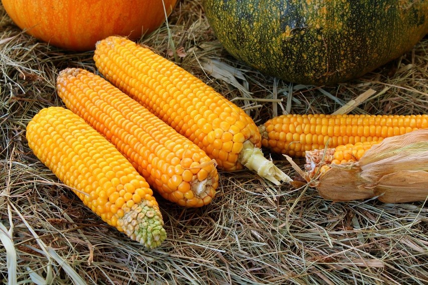 Kukurydza ma wiele zastosowań w produkcji żywności, pasz czy...