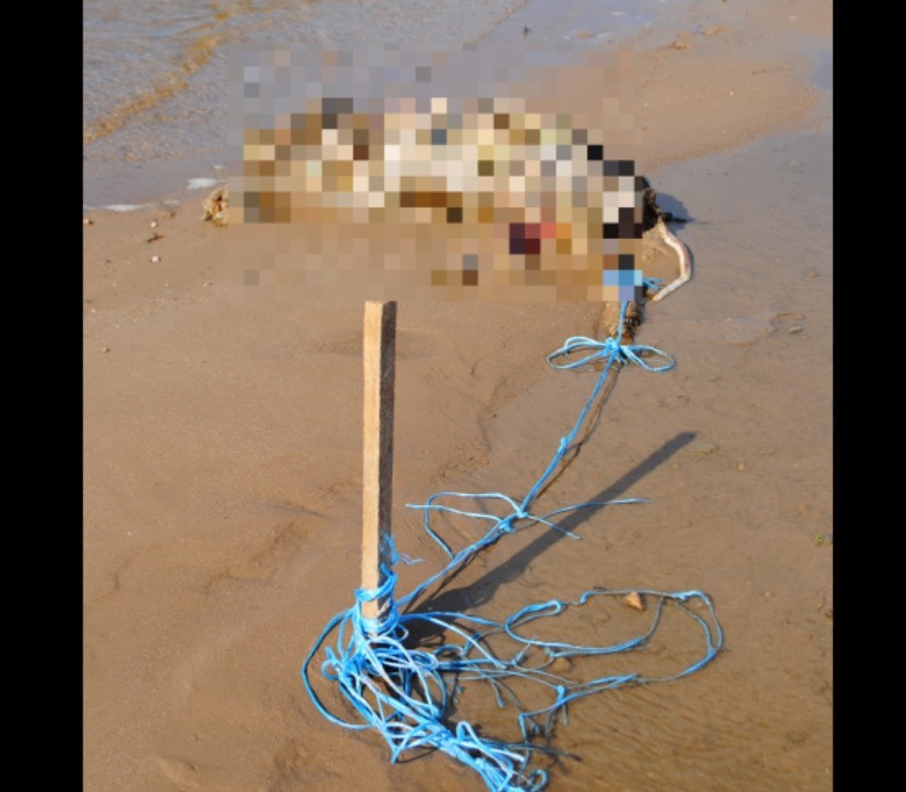 Łódzkie. Makabryczne odkrycie na plaży zbiornika Jeziorsko. Kto dopuścił się takiego bestialstwa?