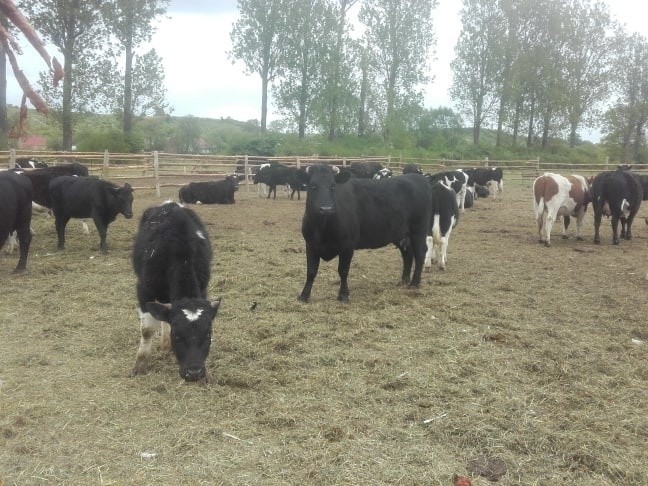 Coraz więcej ludzi chce uratować krowy z gminy Deszczno
