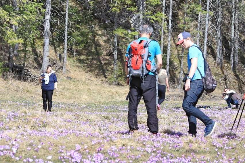 "Nigdy więcej na krokusy do Doliny Chochołowskiej". Polacy dali popis kultury