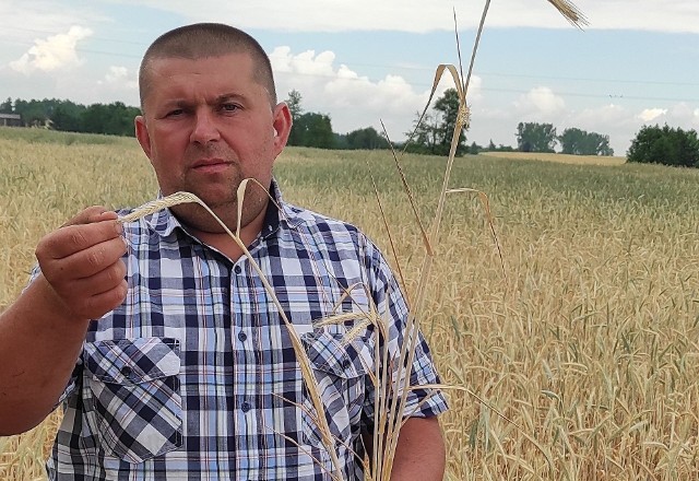 Piotr Kot, rolnik z gminy Sośno, pokazuje zboże zniszczone przez suszę.