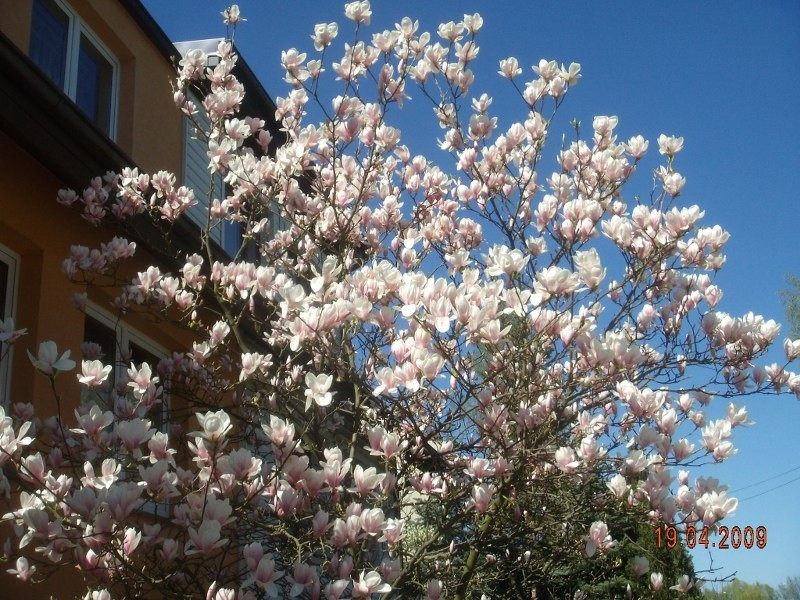 Szczecinskie magnolie...