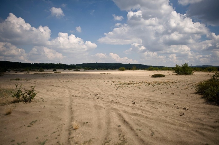 Pustynia Błędowska to największa pustynia piaszczysta Europy...