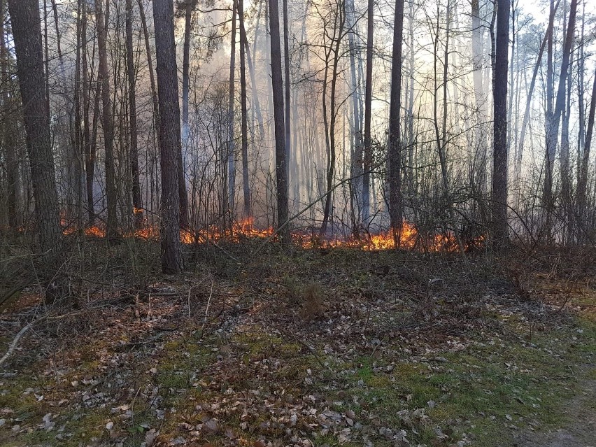 Było pięć różnych źródeł pożaru.