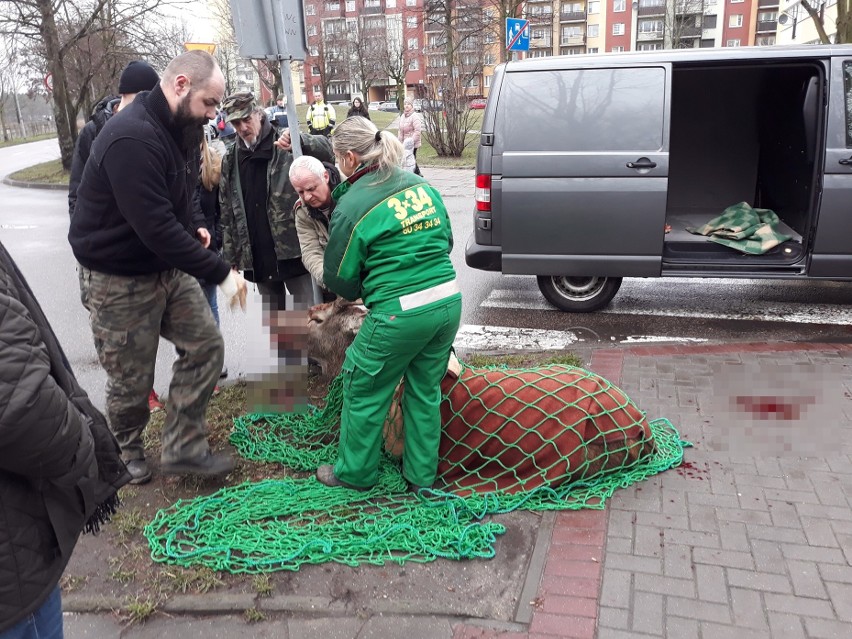 Ranny jeleń zabrany z osiedla Zachód w Stargardzie [ZDJĘCIA, WIDEO]