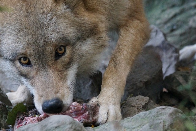 Sprawa wilków znana jest Regionalnej Dyrekcji Ochrony Środowiska w Gorzowie Wlkp. 
