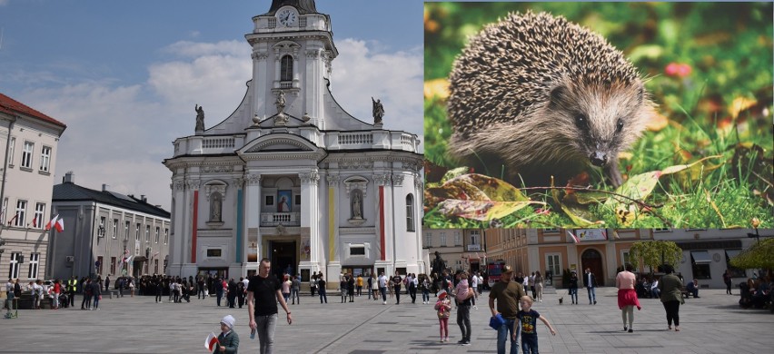 Plac Jana Pawła II w Wadowicach. Tu zamieszkał jeż