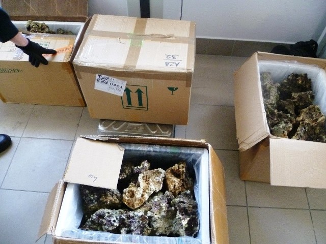 Fragmenty żywej rafy koralowej ukryte były w pudełkach