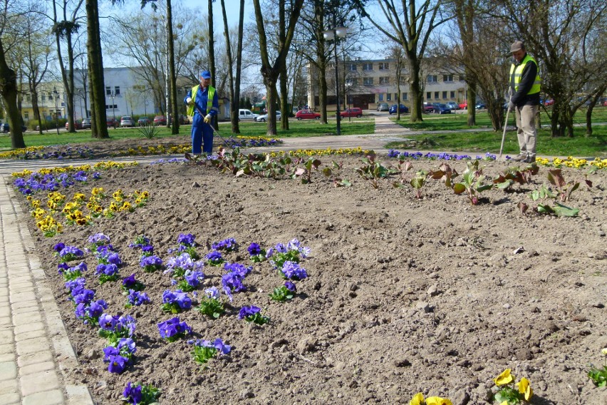 W Koluszkach widać wiosnę - w parku kwitną bratki, na rondach tulipany [ZDJĘCIA]