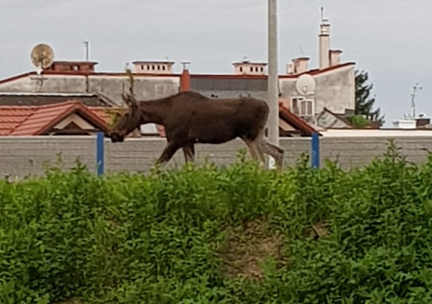 Tarnów na tropie łosia, który zwiedza miasto [ZDJĘCIA]