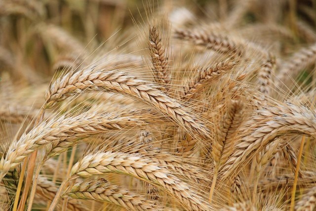 Według MRiRW ceny zakupu pszenicy od połowy lutego do połowy marca wzrosły o 21-25%, a ceny kukurydzy o 19%. Podwyżki wywołane były w dużej mierze narastającymi obawami o dostępność zbóż, stąd też duży udział czynnika spekulacyjnego w ww. podwyżkach, uważają ekspercie PKO Banku Polskiego.