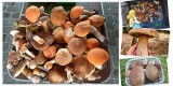 Wysyp grzybów w lasach w Radomiu i regionie radomskim. Mieszkańcy chwalą się swoimi zbiorami. Zobaczcie zdjęcia