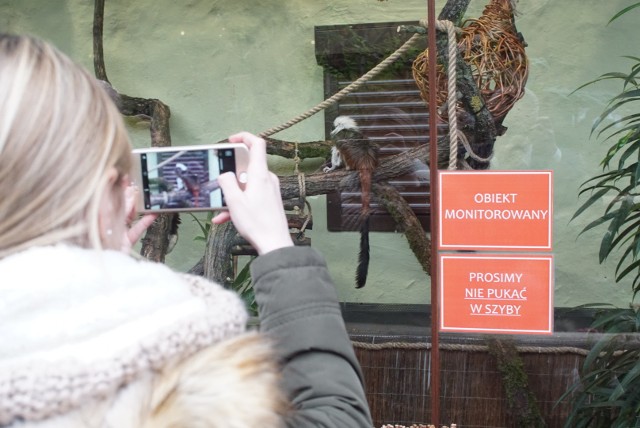Poznań: Małpy z Ameryki Południowej znalazły schronienie w Starym Zoo