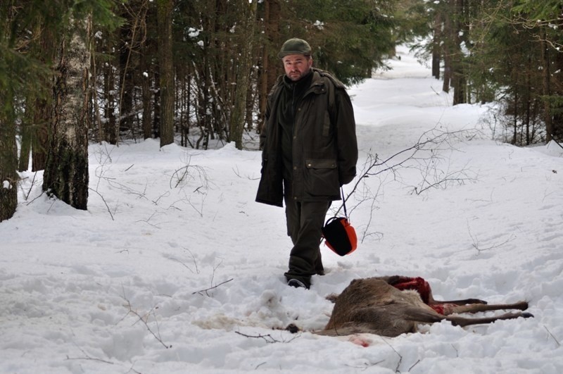 Puszcza Knyszyńska. Psy zagryzają jelenie i sarny (drastyczne zdjęcia)