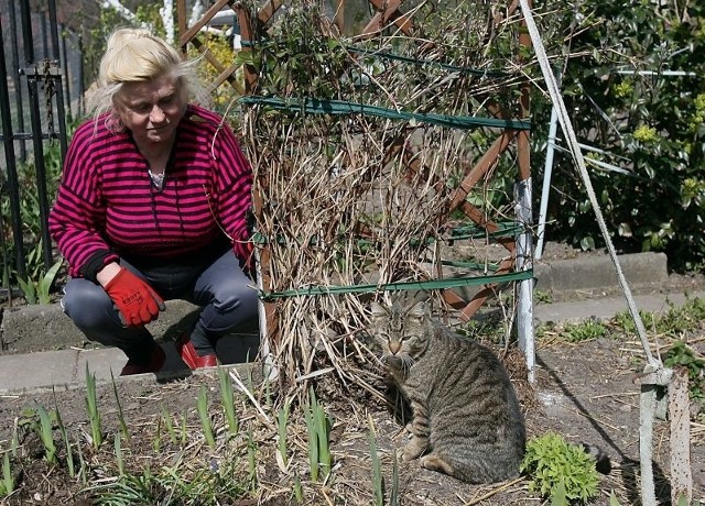 Pani Irena twierdzi, że koty u niej tylko jedzą.