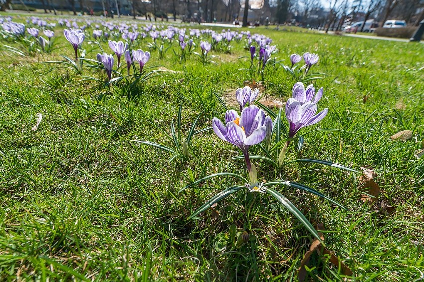 Krokusy na krynickim deptaku