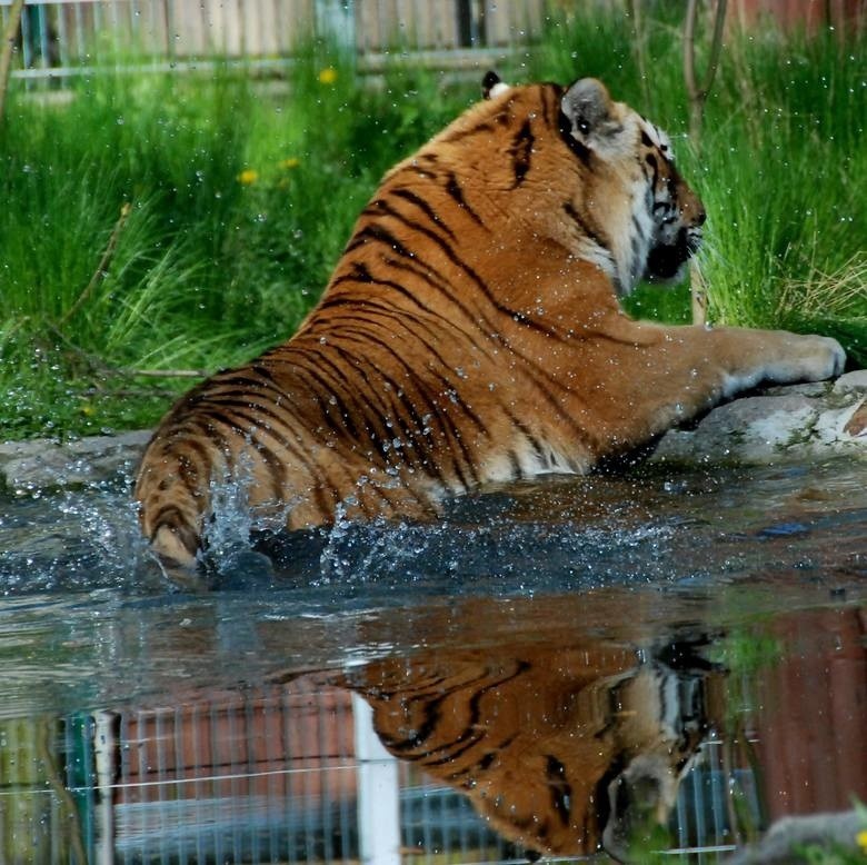 Jardan-Altaj, jeden z dwóch tygrysów mieszkających w...
