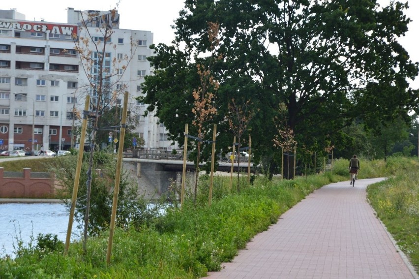 Uschnięte drzewka na bulwarze przy Kanale Miejskim na ul....