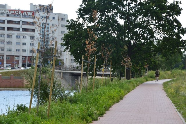 Uschnięte drzewka na bulwarze przy Kanale Miejskim na ul. Pasterskiej