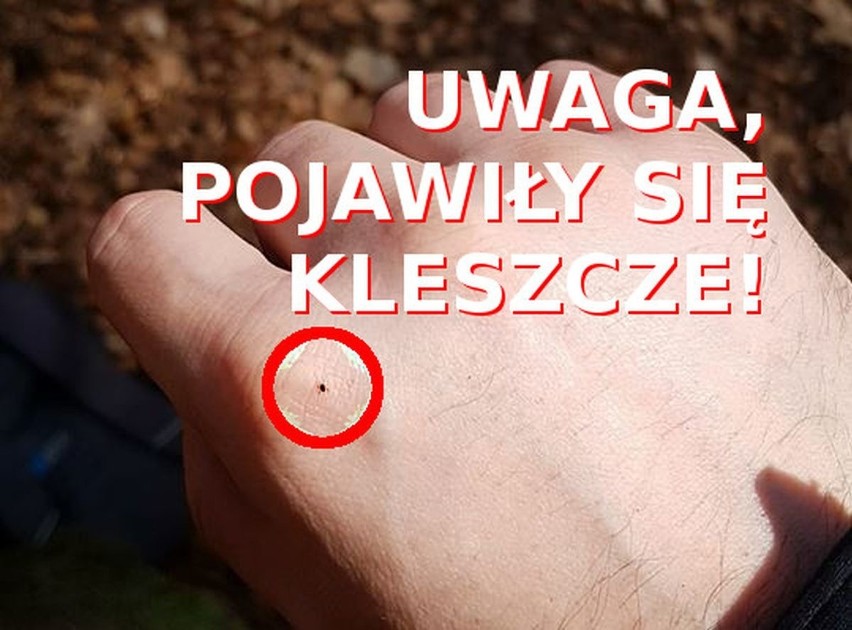 Wiosna w pełni, cieszymy się słońcem i ciepłem, chętniej...