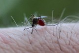 Komary atakują. Dlaczego je przyciągamy i jak wygląda życie komara?