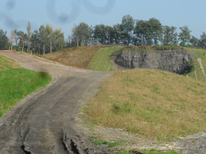 Zabrze rekultywuje stare zwałowiska. Posadzili drzewa na hałdzie [ZDJĘCIA]