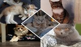 Światowy Dzień Kota 2023. Oto słodkie kociaki mieszkańców regionu radomskiego. Zobacz zdjęcia
