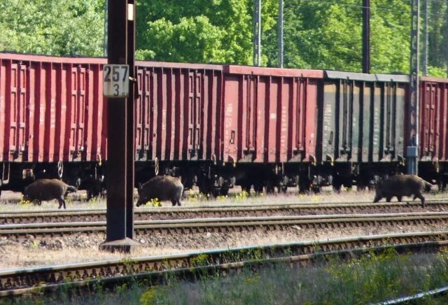 Stado dzików spotkał nasz Czytelnik na torach w sąsiedztwie cmentarza. Zwierzęta nic nie robiły sobie z tego, że tuż obok przejeżdżały samochody, a co jakiś czas po torach jechał pociąg.