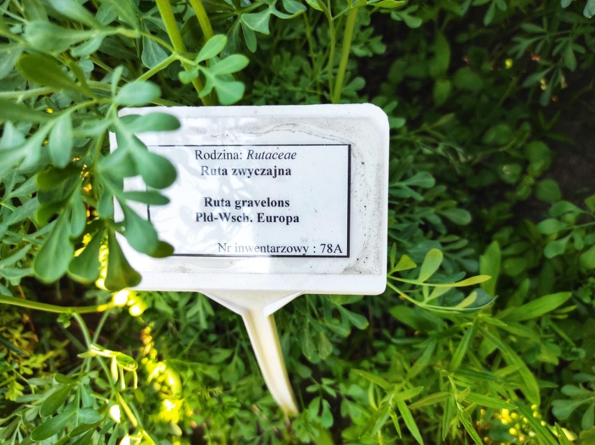 Arboretum w Nadleśnictwie Marcule koło Iłży i Starachowic zaprasza. Można podziwiać niezwykłe gatunki roślin. Zobacz mapę dojazdu