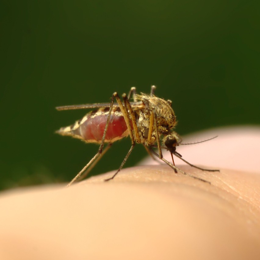 Komary atakują na skwerach, w parkach i na osiedlach. Nie trzeba wyjeżdżać z miasta, żeby zostać pokąsanym